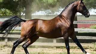10 Rarest Horse Breeds