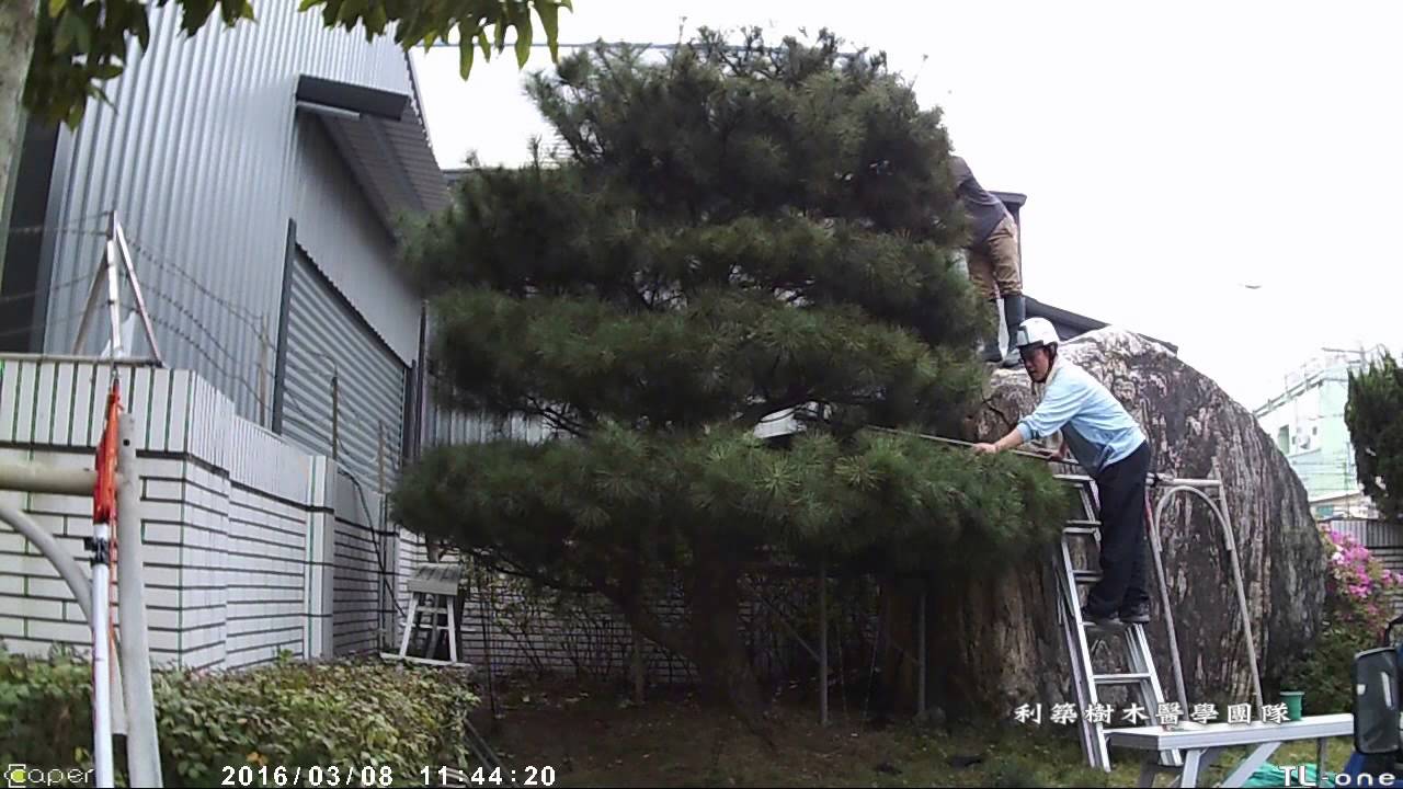 迎客松修剪 Youtube