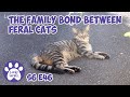 The Family Bond Between Feral Cats S6 E46 Lucky Ferals Cat Videos TNR Trap Neuter Return