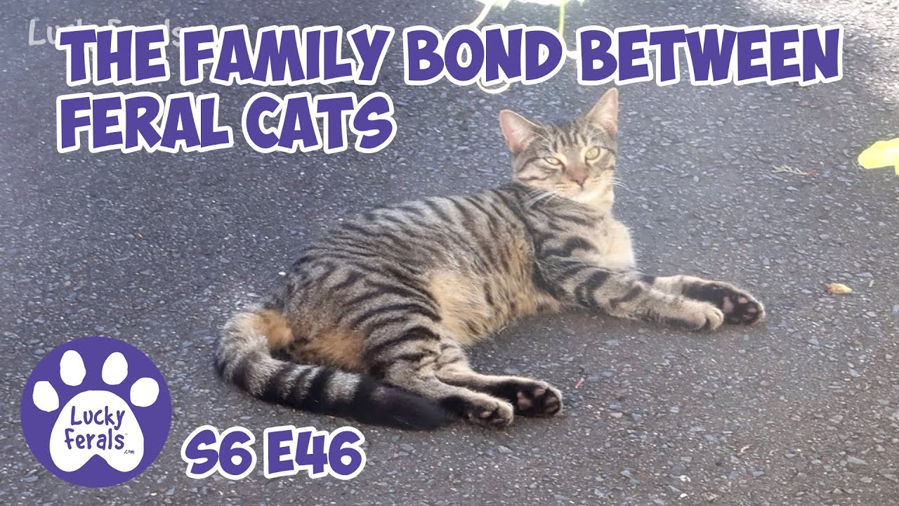 The Family Bond Between Feral Cats S6 E46 Lucky Ferals Cat Videos