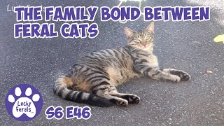 The Family Bond Between Feral Cats S6 E46 Lucky Ferals Cat Videos TNR Trap Neuter Return