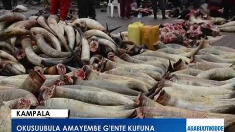 Okusuubula amayembe g'ente kufuna