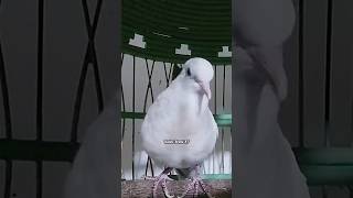 Suara Perkutut Putih Gacor Irama Sedap ‼️ #perkutut