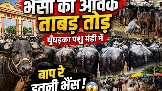 26 जुलाई # धुँधड़का पशु मंडी में भैंसो की आवक बहुत ही ज़्यादा पर तो भी महंगी देखिए पूरा वीडियो