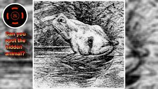 Can Spot The Hidden Animal In This Amazing Frog Optical Illusion