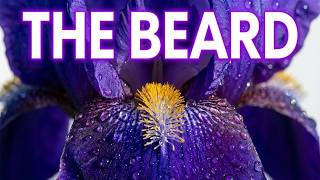 The Iris Secret: Why the Fleur-de-Lis Is Actually a Flower