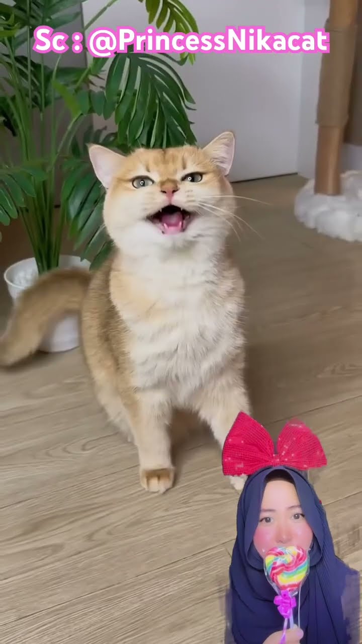 KITTY TIDAK SUKA SAMA SI KUCING PUTIH ⁉️? @PrincessNikacat #shorts #funny #dubbing