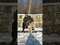 Cuma Güzel bir Yavru videosu geliyor. #kangal #köpek #dog #malaklı #anadoluçobanköpeği #mastiff