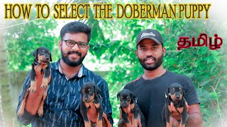 How to select Doberman puppy | Doberman puppies for sales | Dog sales | puppy sales |