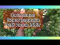 Состояние винограда на 13 июля 2019г