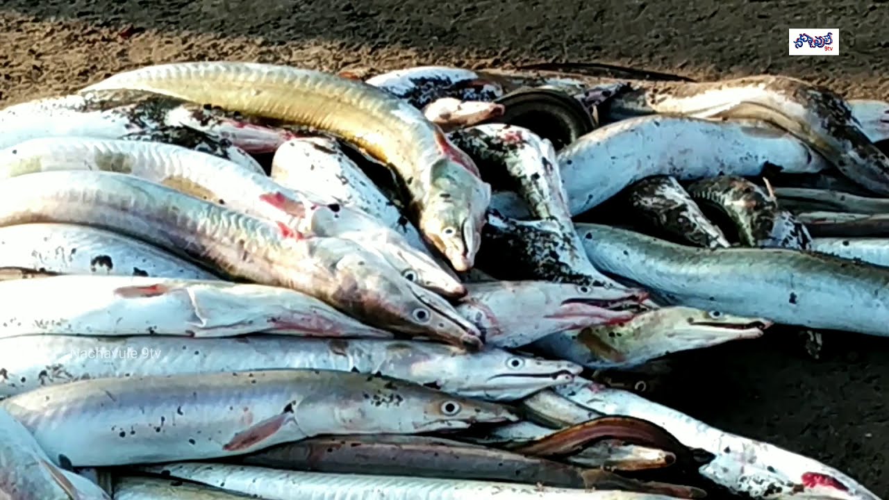 Kakinada Kumbaabhisekam Fish Market (కాకినాడ కుంభభిషేకం ఫిష్ మార్కెట్ ...