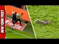 UK Crowd Loses it as Squirrel Evades Capture on Soccer Field