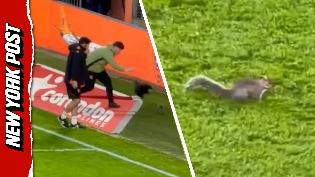 UK Crowd Loses it as Squirrel Evades Capture on Soccer Field
