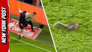 Uk Crowd Loses It As Squirrel Evades Capture On Soccer Field