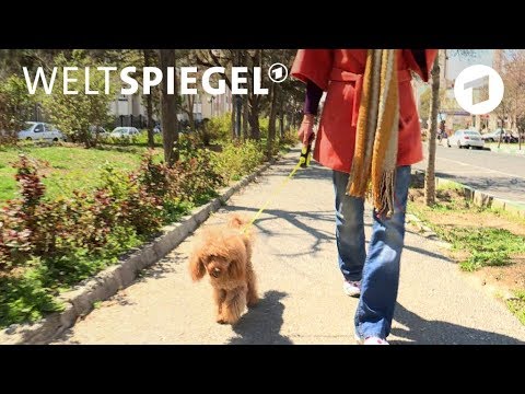 Video: Teheran Verbietet Das Hundegehen