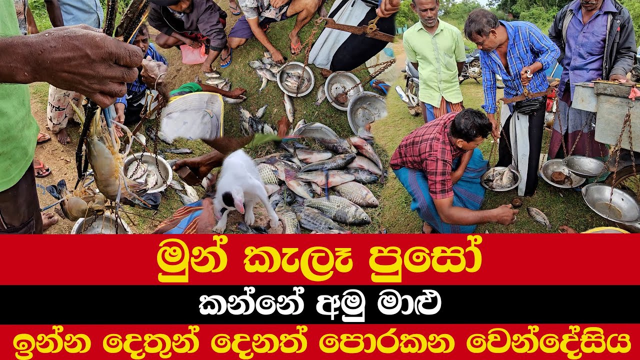 මුන් කැලෑ පුසෝ | කන්නේ අමු මාළු | ඉන්න දෙතුන් දෙනත් පොරකන වෙන්දේසිය