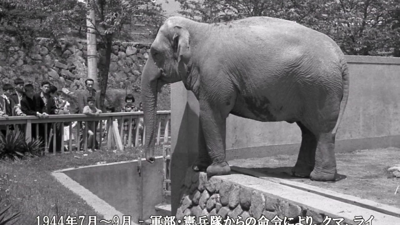 昔の神戸昭和35年（1960）の王子動物園神戸市灘区 Kobe City Oji Zoo