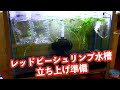 レッドビーシュリンプ水槽立上げ お迎え準備 【アクリウム】【熱帯魚】【ウィンドミル87】