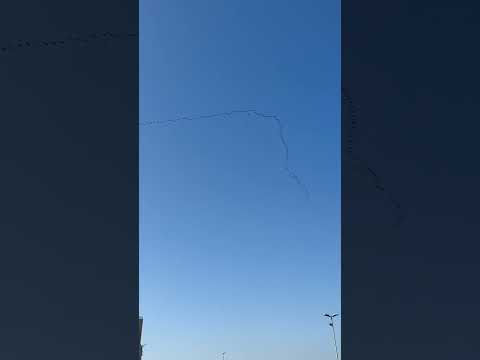 Lo spettacolo delle migrazioni delle gru a Manfredonia. Audio on 🔊