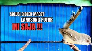 CIBLEK SEMI GACOR AMPUH UNTUK PANCINGAN CIBLEK BAHAN DAN MASTERAN CIBLEK MACET SEKETIKA NYAUT