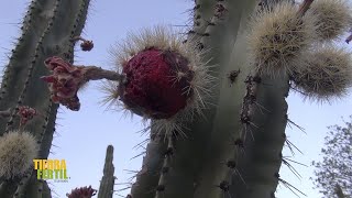 Tierra Fértil TvProducción de pitaya desde Amacueca, Jalisco (28.05.22)