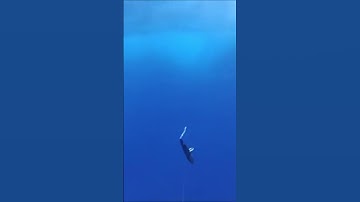 Wahoos are some of the fastest fish in the sea #shorts