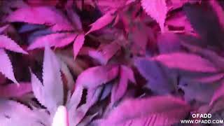full spectrum LED  autoflowers Marijuana,Marijuana Grow videos