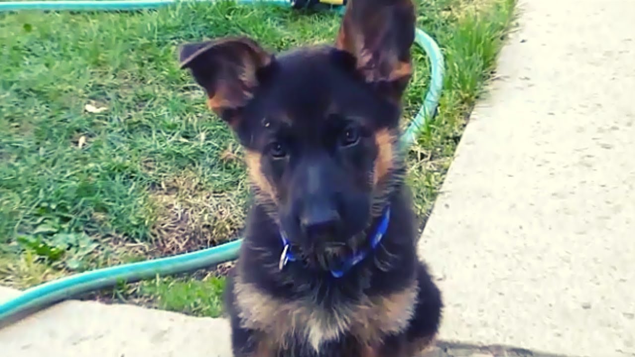 The day we picked up our German Shepherd Puppy!