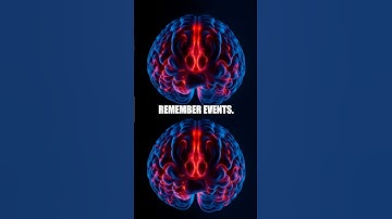 Five Hidden Brain Revelations That Will Rewrite Your Reality