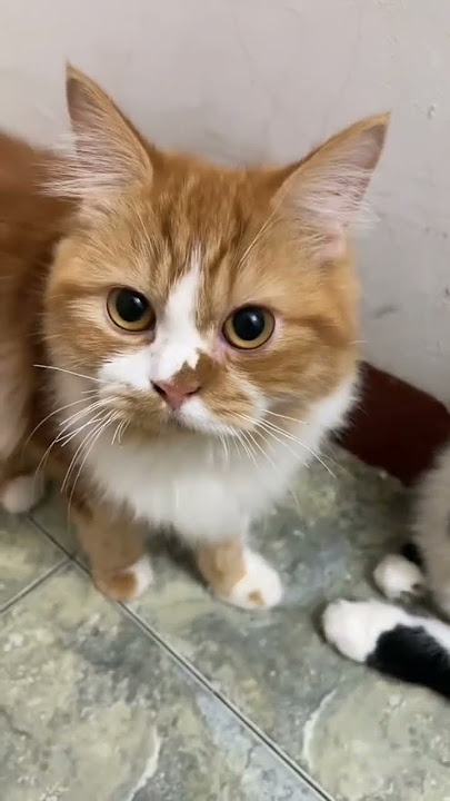 suara kucing Oyenn
