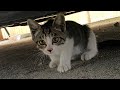 母猫に捨てられた子猫、これは運命の出会い⁉︎