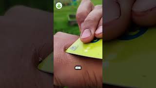 Làm Gì Khi Bị Ong Chích 3 Bước Cứu Bạn Khỏi Cơn Đau