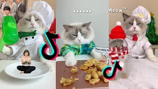 That Little Puff | Cats Make Food 😻 | Kitty God & Others | TikTok 2024 #15