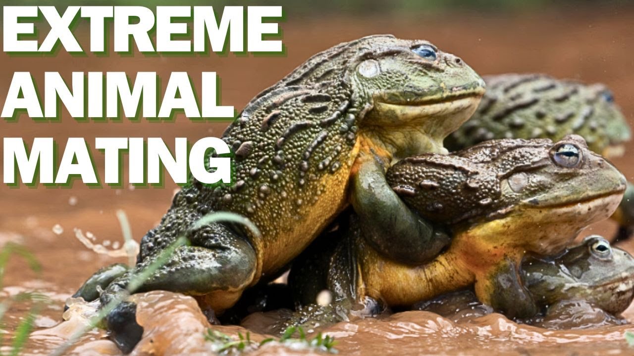Nature's X-Rated Secrets: 5 Animals with Extreme Mating Behaviors #