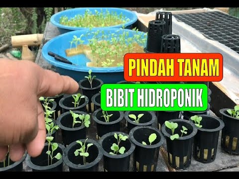 Waktu Untuk Pindah Tanam Benih Sawi Hidroponik - cara merawat hidroponik
