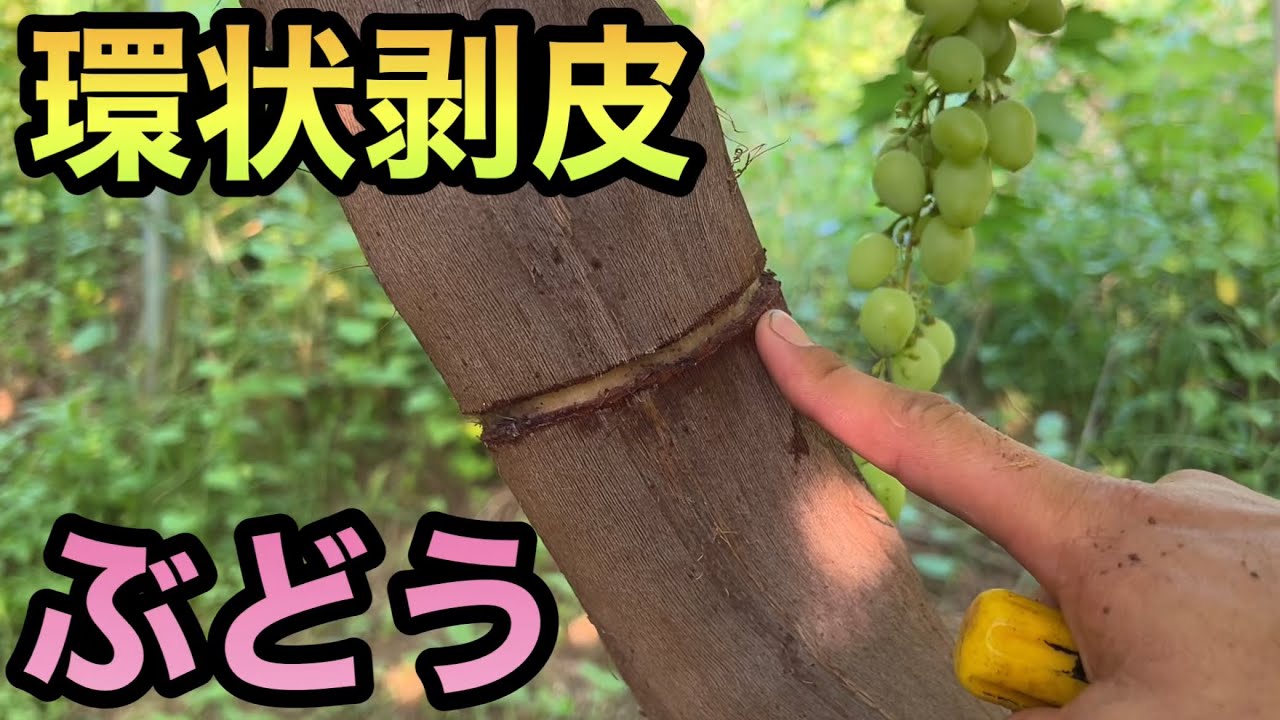 ぶどうの環状剥皮〜黒系赤系ぶどうの着色促進糖度上昇を狙え‼︎〜2023-07-15