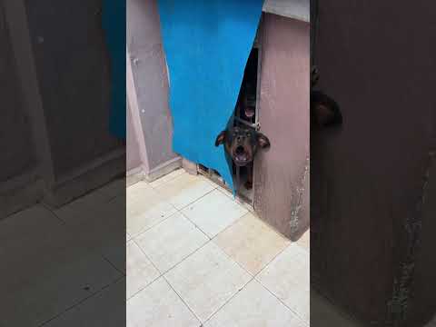 مكيحملوش شي واحد يقرب عندهوم لسطح  اكسبلور    كلاب  