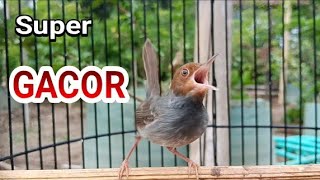 PRENJAK GACOR ISTIMEWA MEMBUAT PRENJAK ANDA SEMAKIN GACOR DAN GANAS...