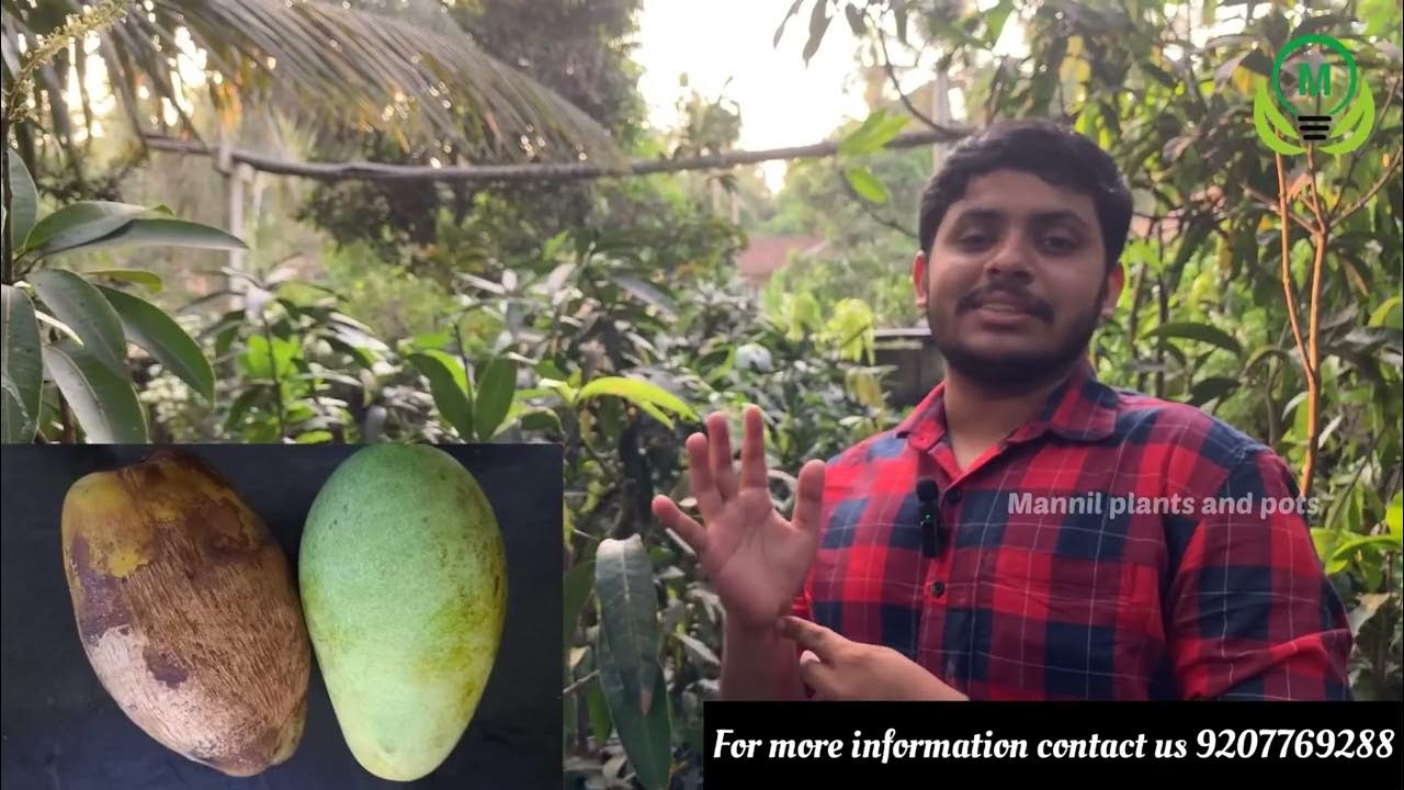Mango trees available Malappuram kerala YouTube