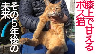 膝上で甘える系ボス猫、その5年後 - YouTube