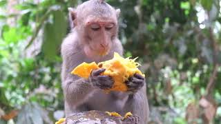 How to day Dorn eat mango