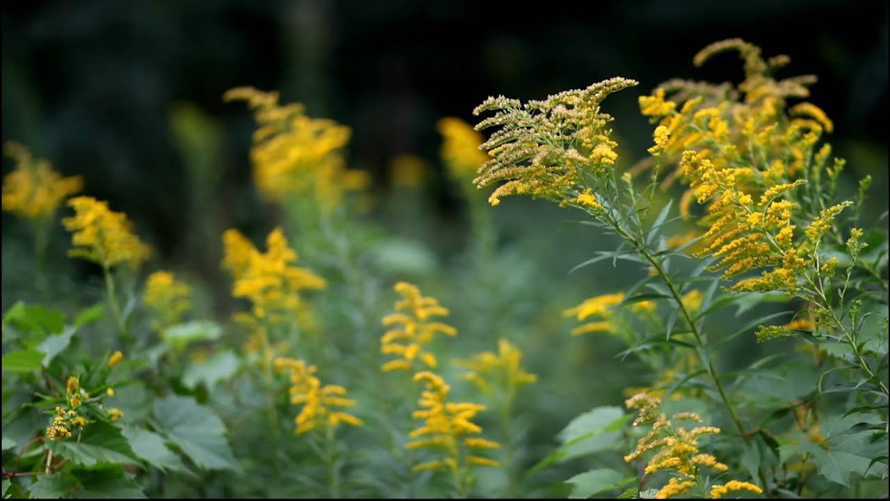 Wildflowers YouTube