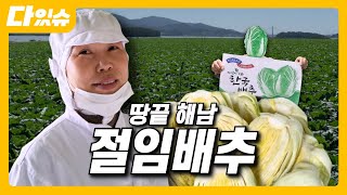 [다있슈 ep.2] 해남 절임배추 | 절여드릴게 버무리기만 하세요 | 4계절 김장 도와드림