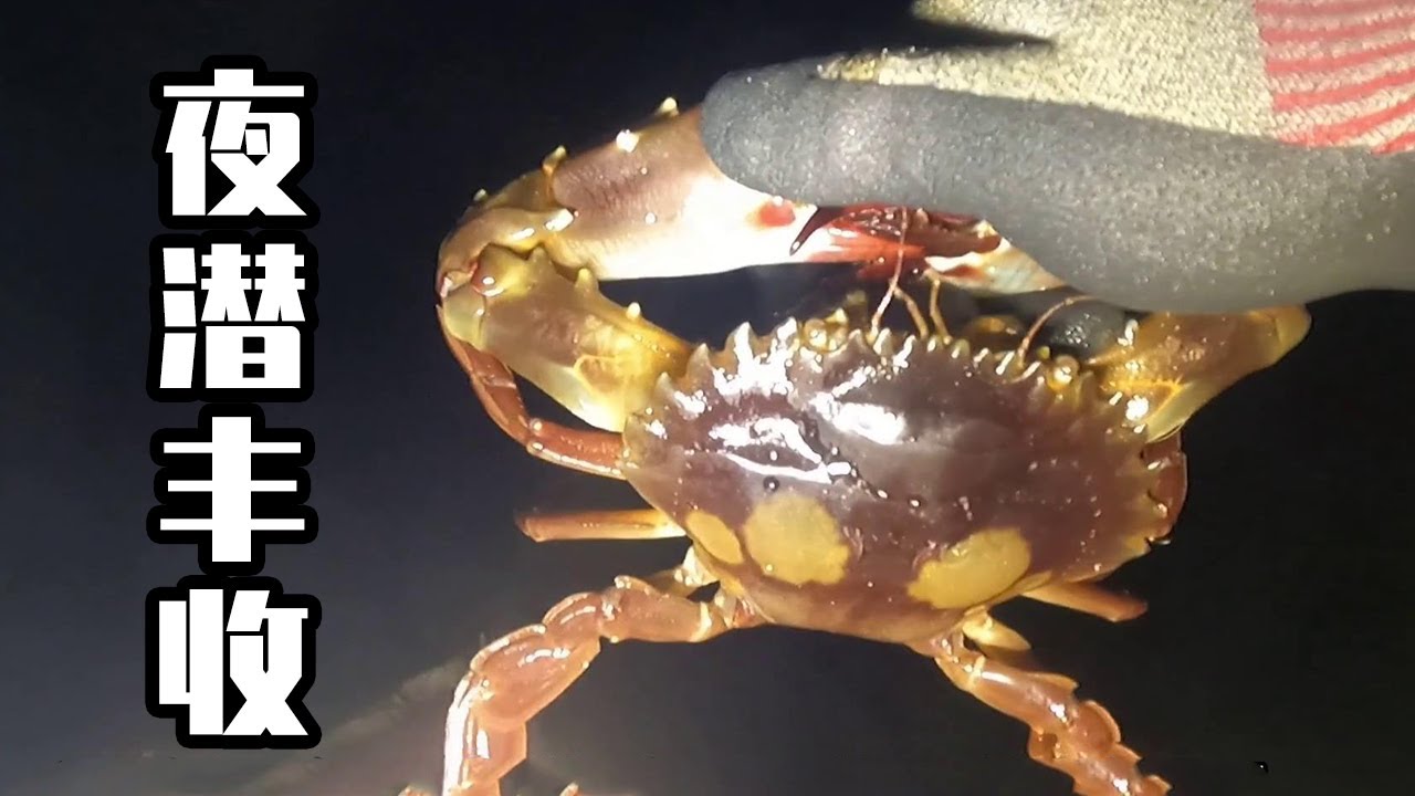 老表夜潜大丰收 水下鱼睡觉随便抓 还有大螃蟹 探海老表 Youtube