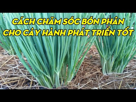 Video: Hành Ngả Vàng: Tưới Nước Như Thế Nào để Hành Không Bị Vàng Và Phát Triển Tốt? Làm Thế Nào để Cho Anh Ta ăn Trong Vườn Vào Tháng Sáu Và Mùa Xuân? Làm Gì Với Lông?