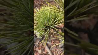 Pinus Peuce Kristo Tsakov 21.04.25.