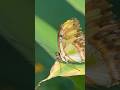 NEW Sony 100mm MACRO lens QUICK LOOK!