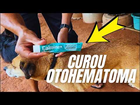 Calminex Curou Otohematoma