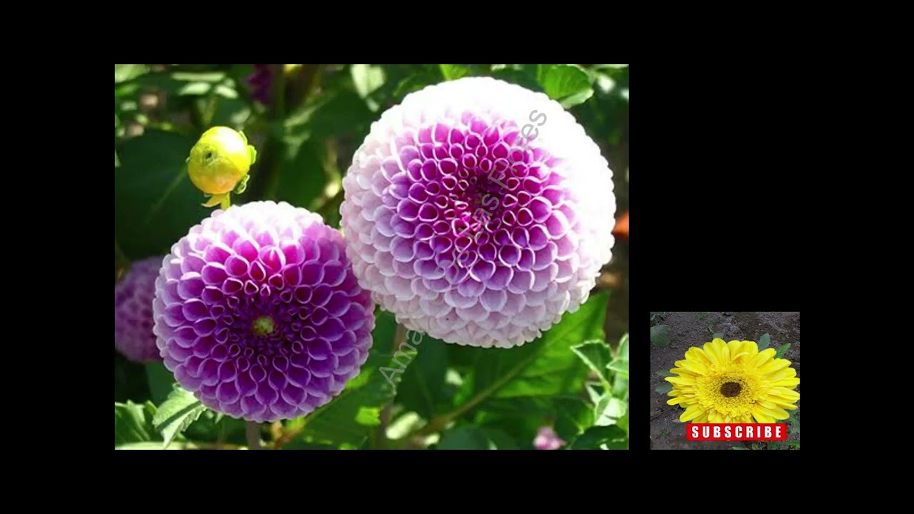 las mejores variedades de dalias