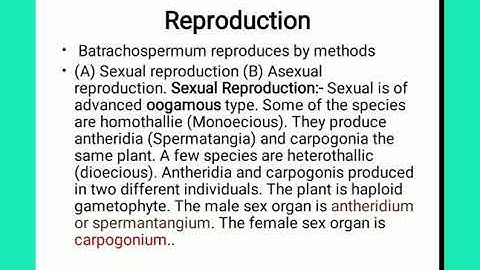Reproduction of Batrachospermum